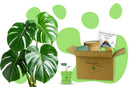 Anzuchtset (Monstera)