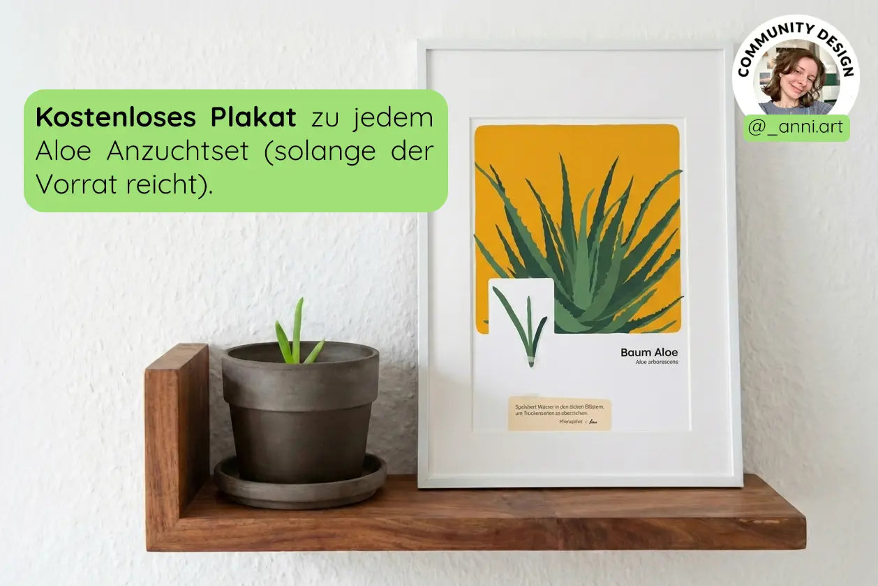 Aktions-Bundle Pflanzenkunst (Aloe, Monstera, Buntnessel)