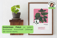 Aktions-Bundle Pflanzenkunst (Aloe, Monstera, Buntnessel)