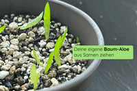 Anzuchtset (Baum-Aloe)