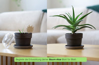 Anzuchtset (Baum-Aloe)