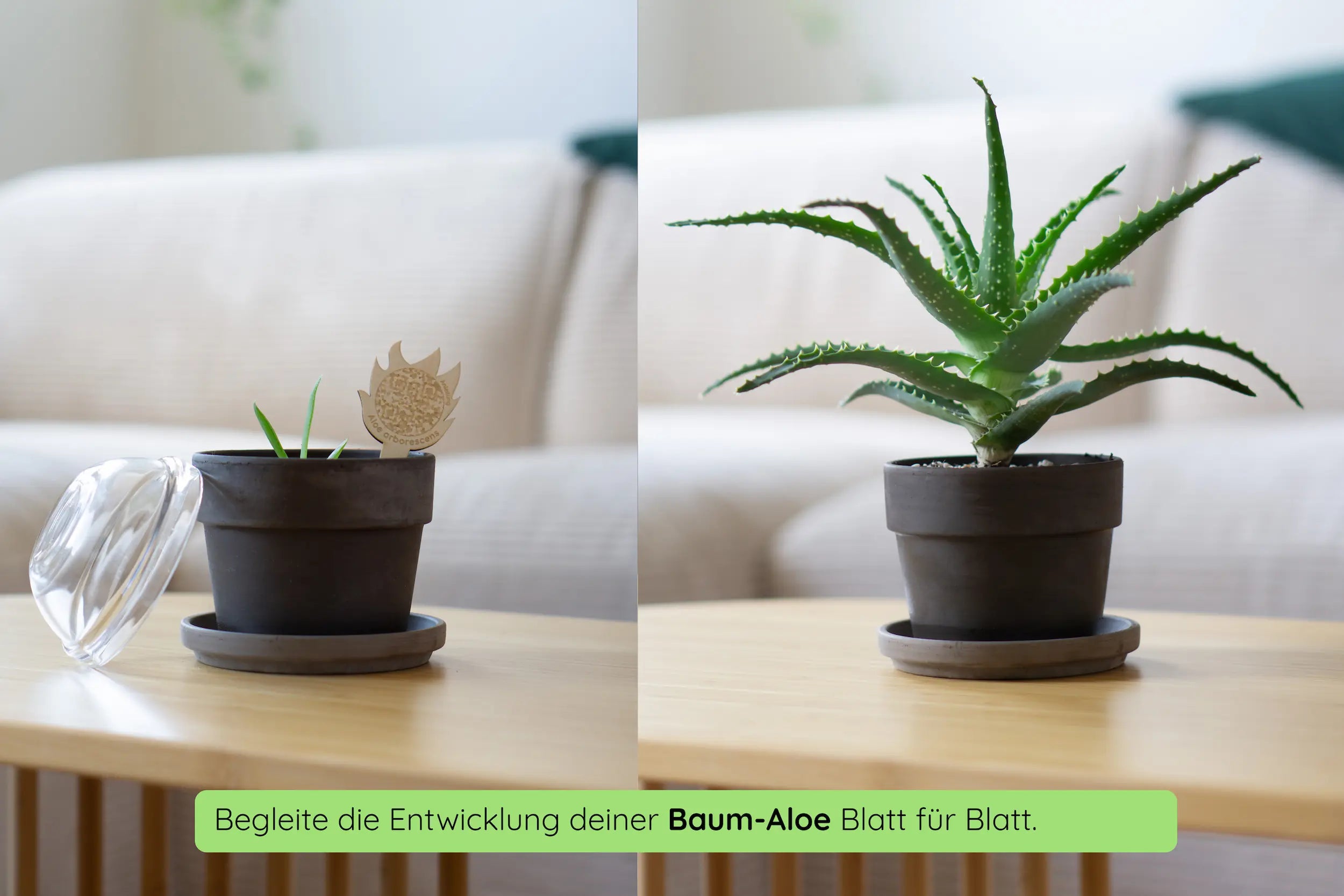 Anzuchtset (Baum-Aloe)