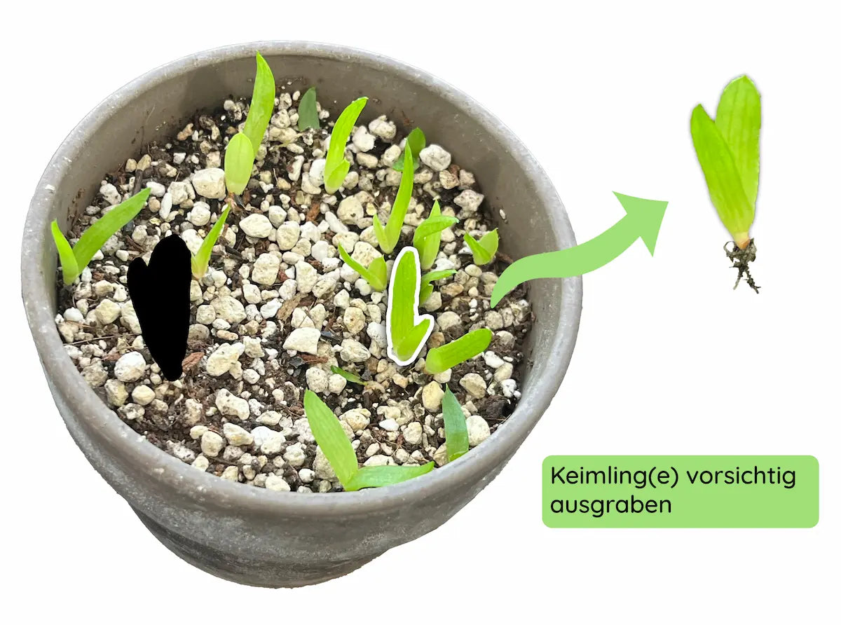 0Aloe_vereinzeln.webp