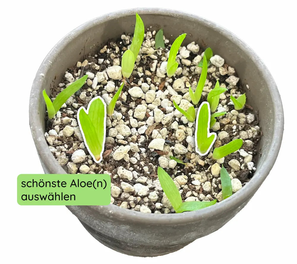 0Aloe_vereinzeln2.webp