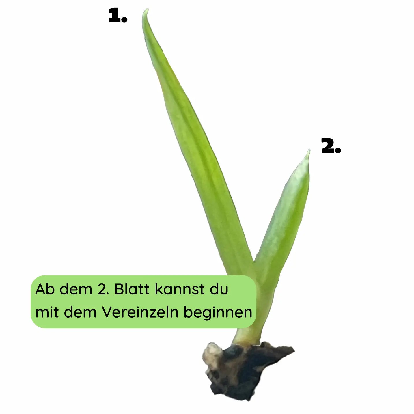0Aloe_vereinzeln3-1.webp