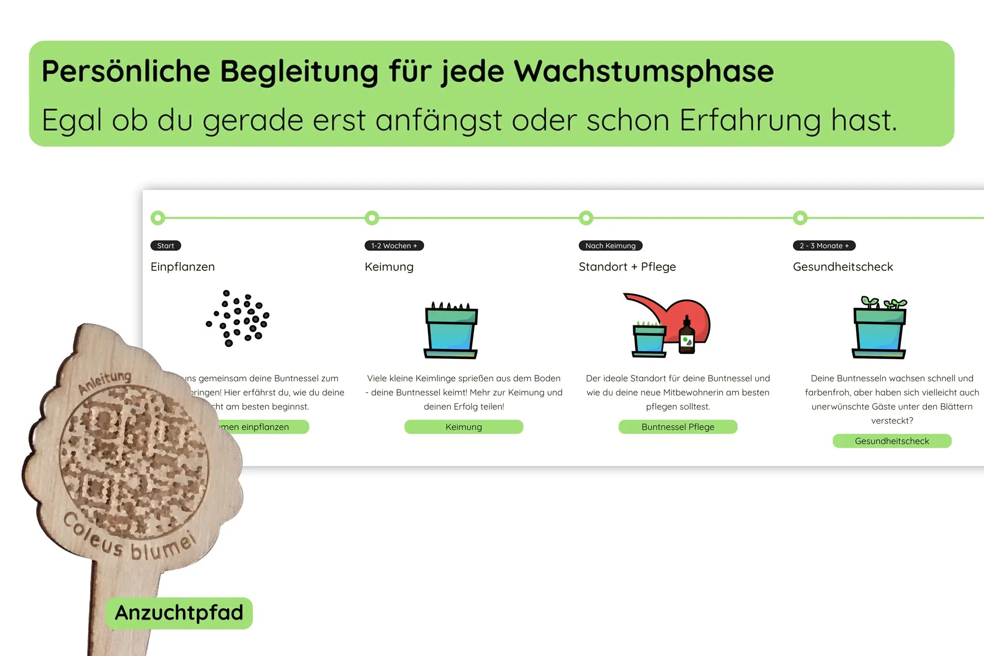 Anzuchtset (Buntnessel)