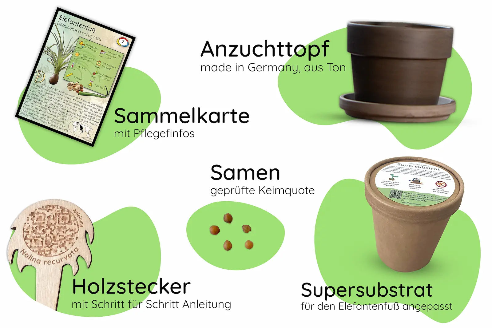 Elefantenfuß Anzuchtset Inhalt