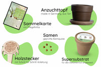 Elefantenfuß Anzuchtset Inhalt