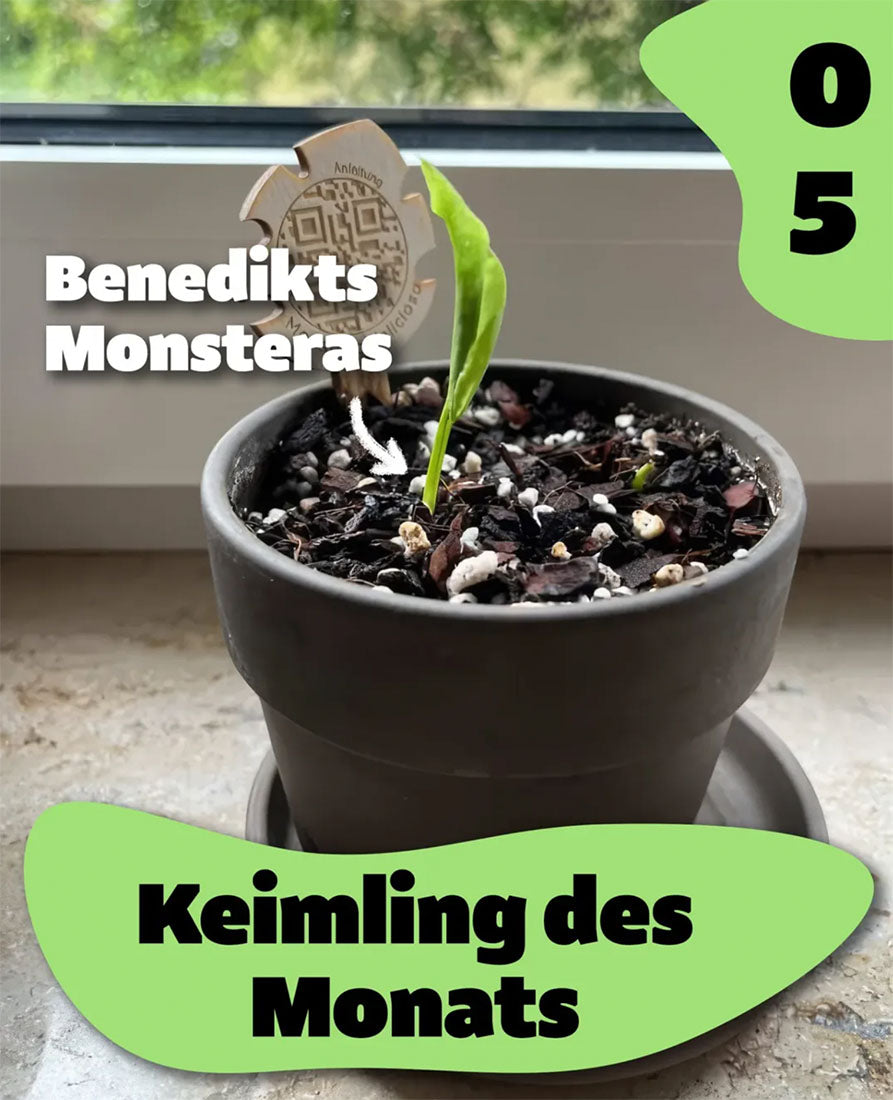 Monstera Keimling aus Samen