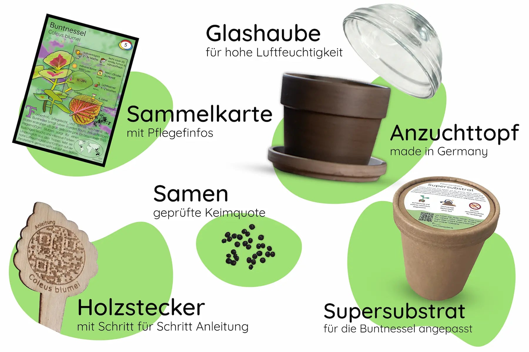 Anzuchtset (Buntnessel)