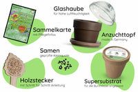 Anzuchtset (Buntnessel)