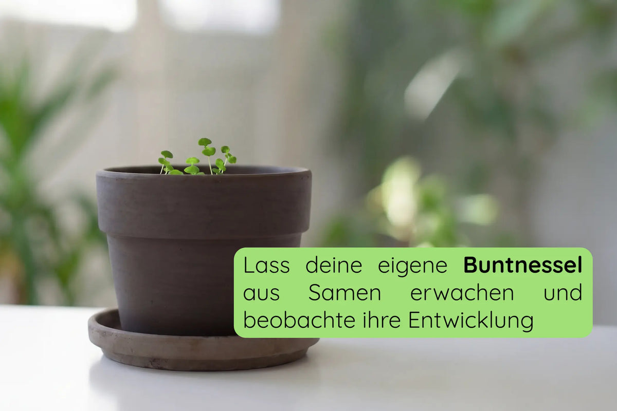 Anzuchtset (Buntnessel)