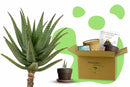 Aloe Anzuchtset