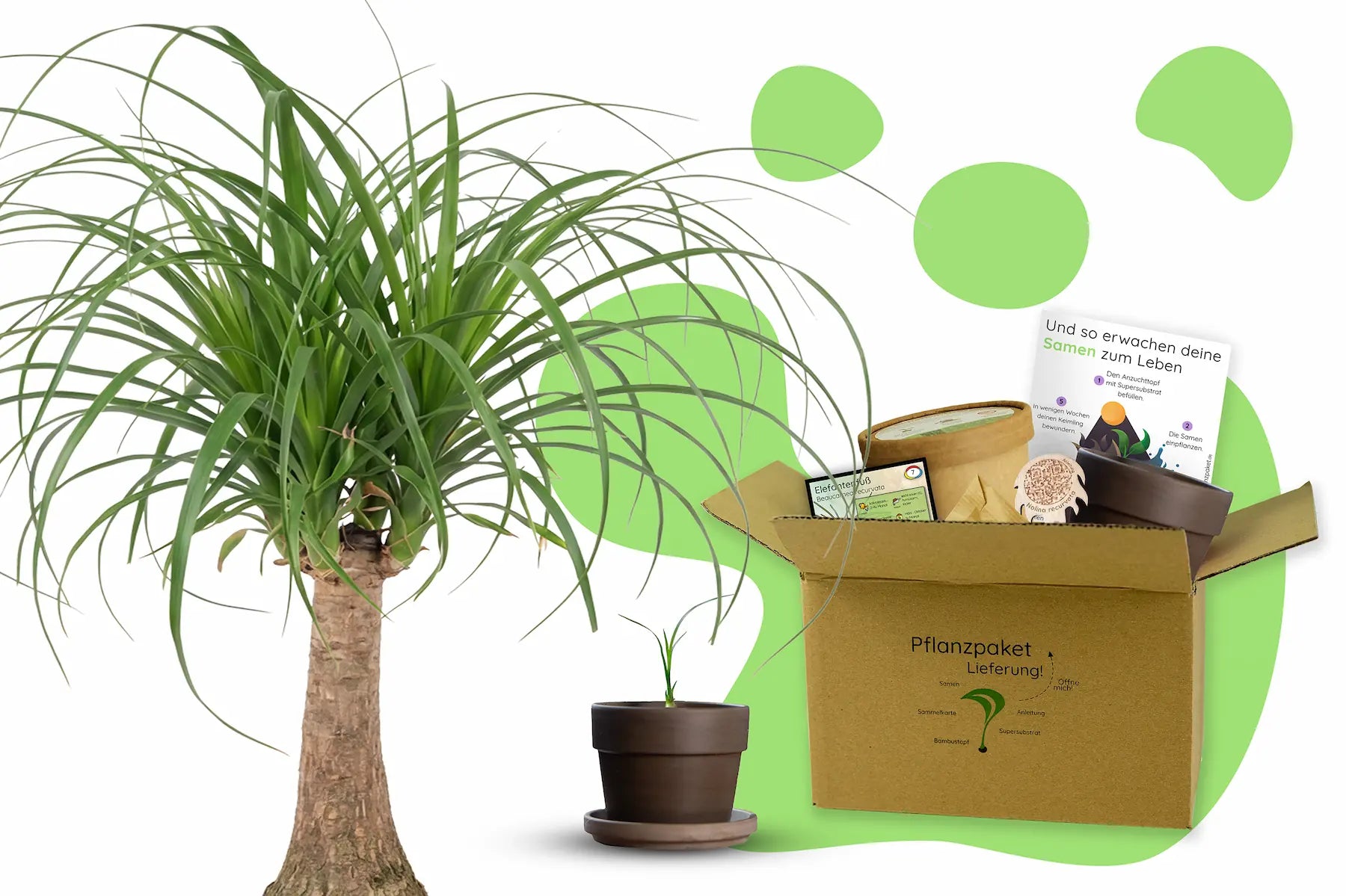 Anzuchtset (Elefantenfuß)