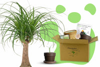 Elefantenfuß Anzuchtset