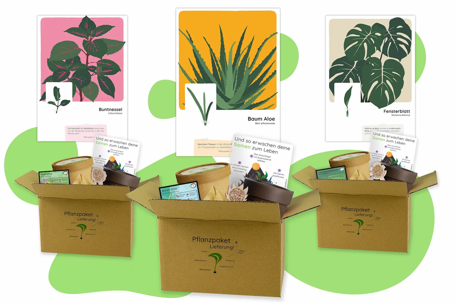 Aktions-Bundle Pflanzenkunst (Aloe, Monstera, Buntnessel)