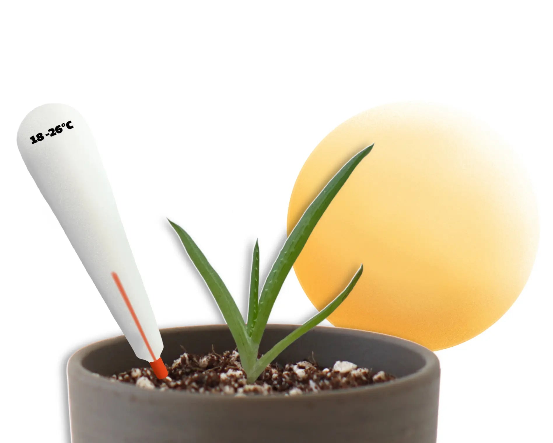 Aloe Standort