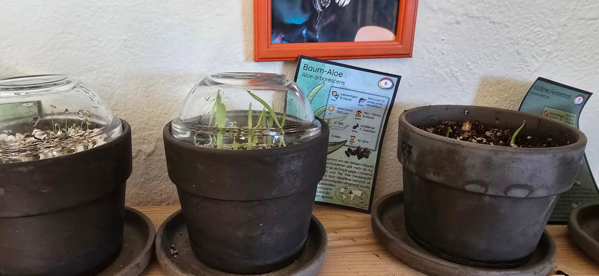 1Aloe_Bild.webp