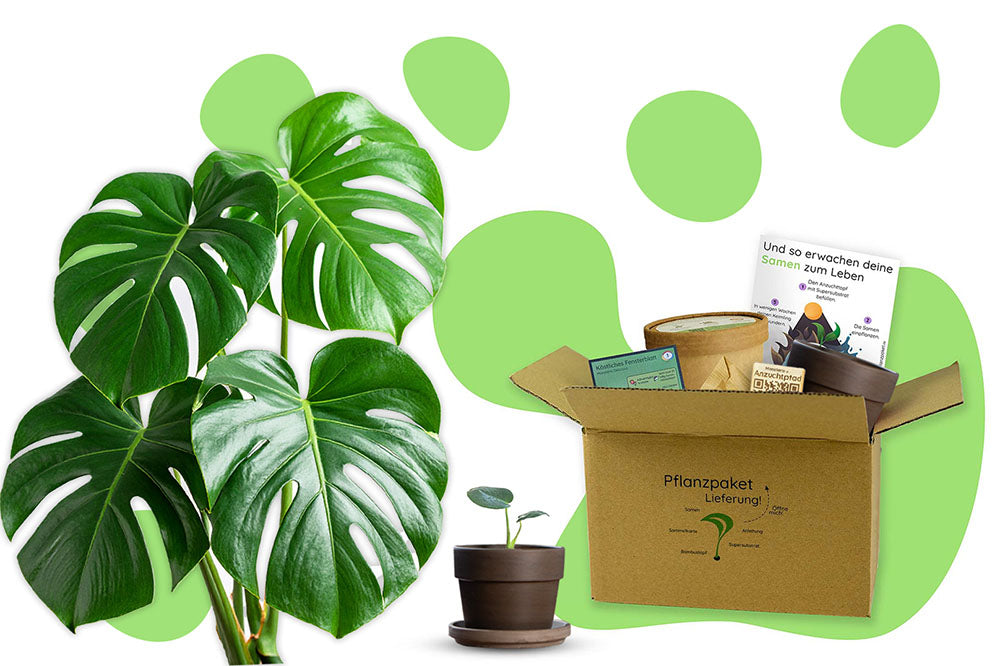 Anzuchtset (Monstera)