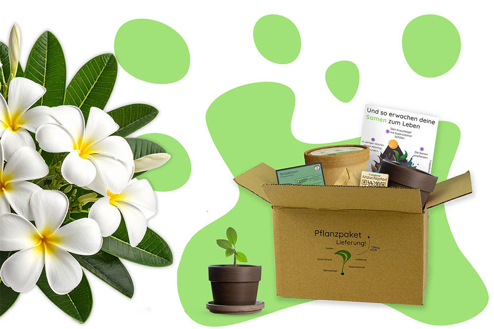 Anzuchtset (rote Frangipani)