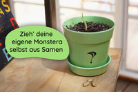 Anzuchtset (Monstera)