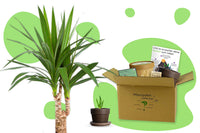 Anzuchtset (kanarischer Drachenbaum)