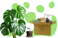 Monstera Anzuchtset