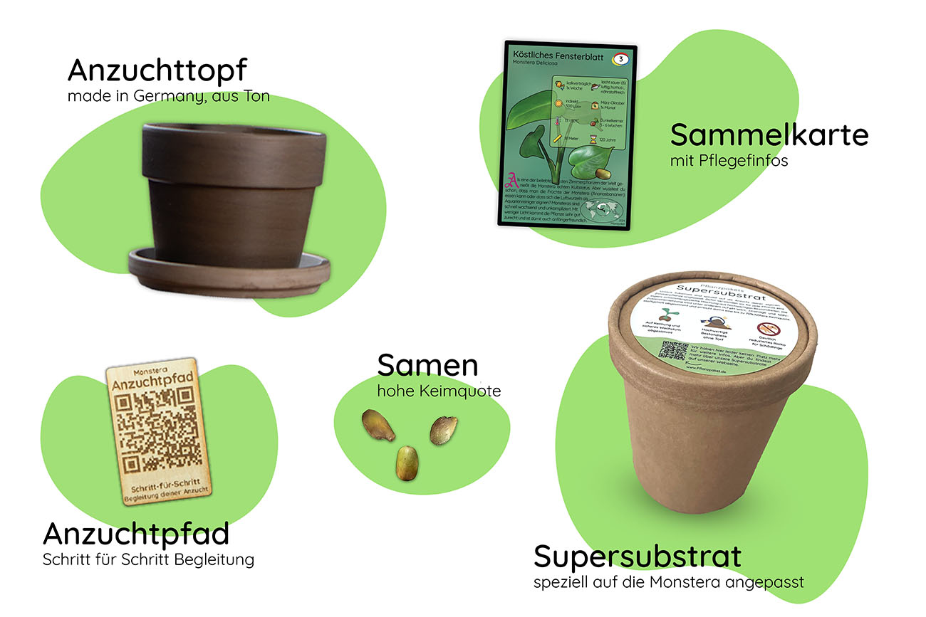 Anzuchtset (Monstera)