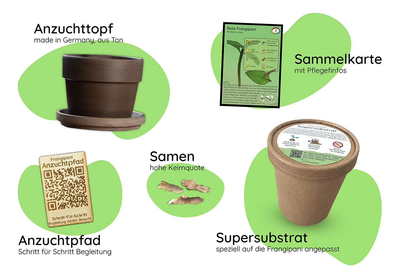 Anzuchtset (rote Frangipani)