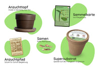 Anzuchtset (rote Frangipani)