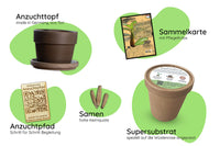 Anzuchtset (Wüstenrose)