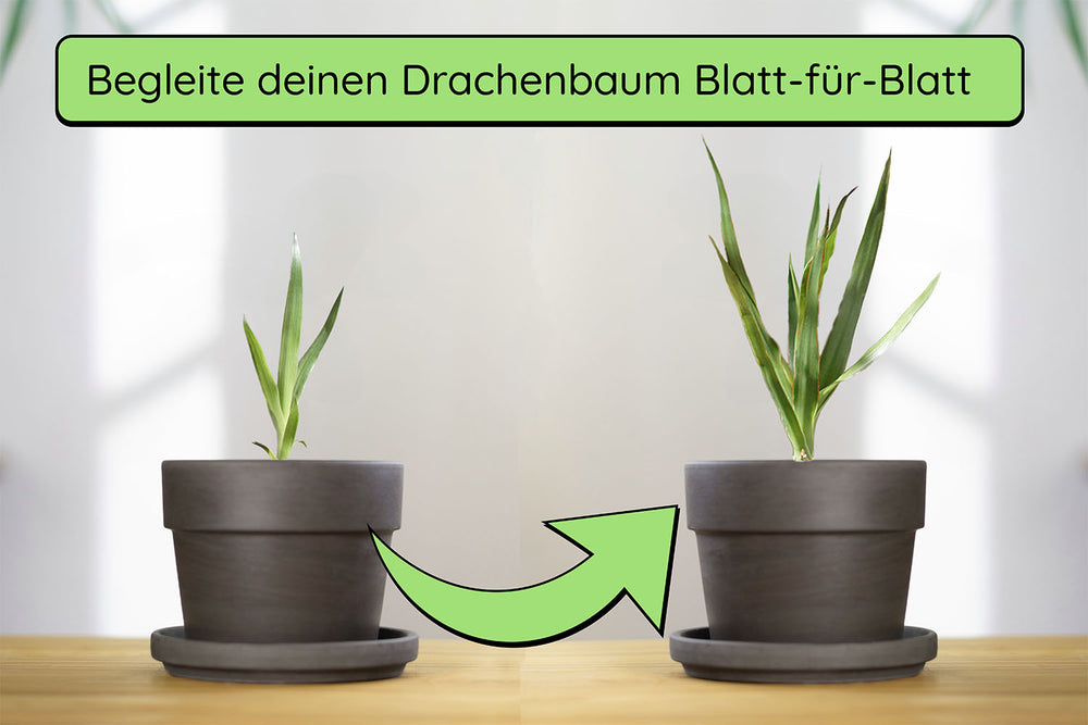 Anzuchtset (kanarischer Drachenbaum)