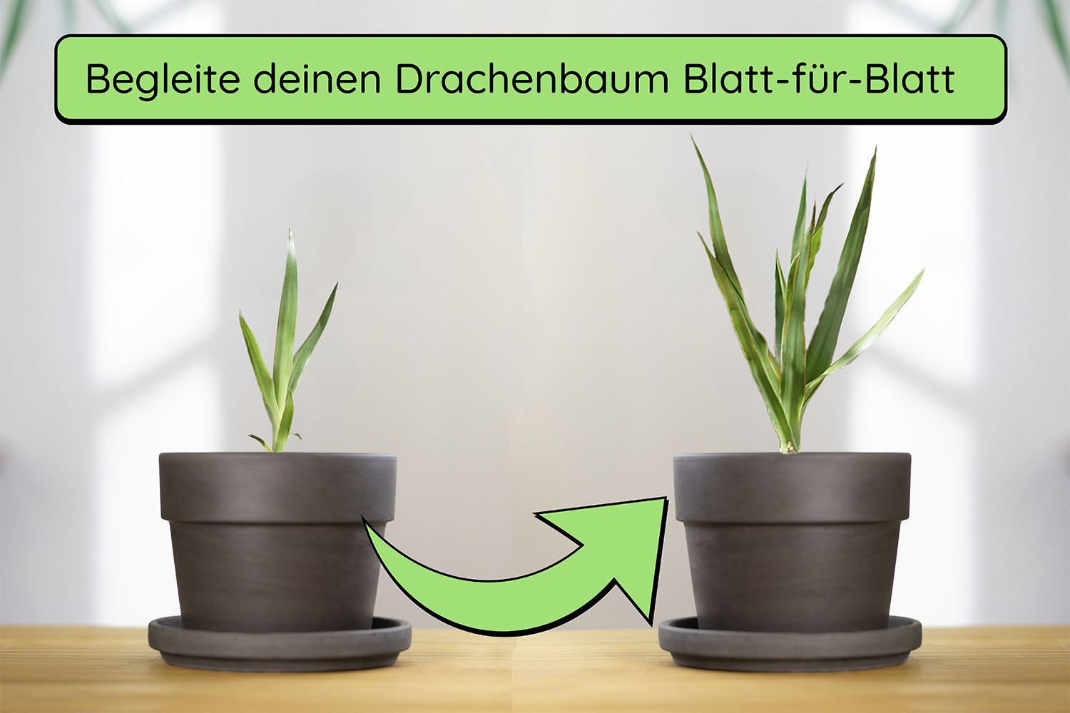 Anzuchtset (kanarischer Drachenbaum)