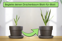 Anzuchtset (kanarischer Drachenbaum)