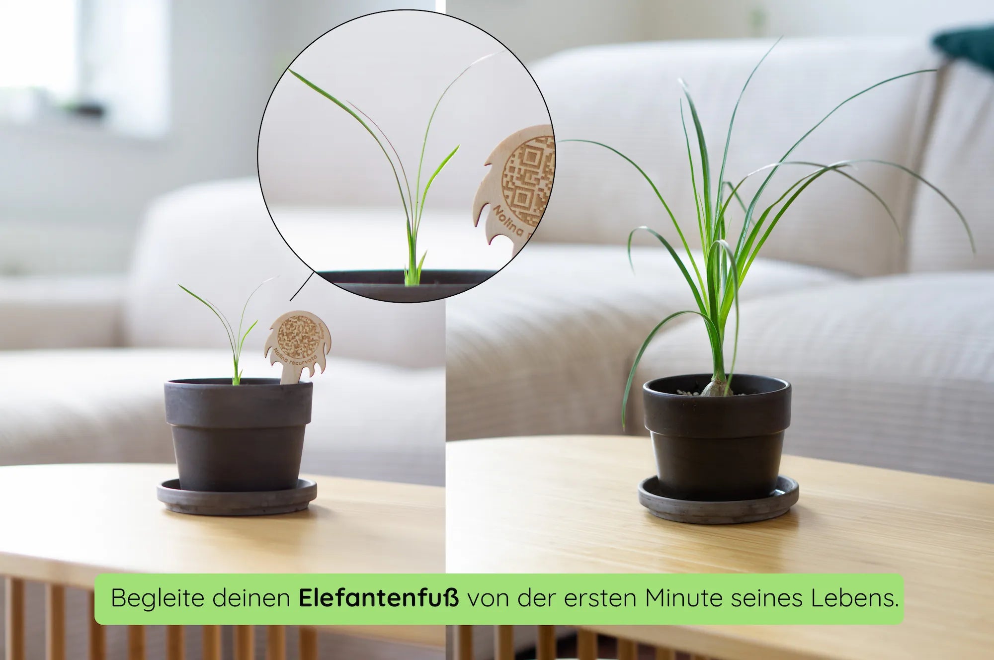 Elefantenfuß Wachstum