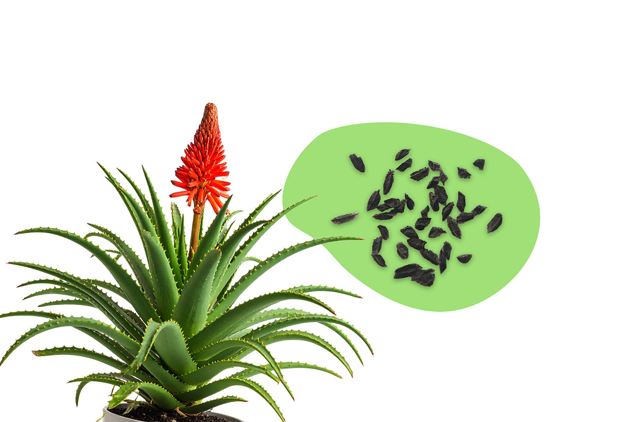 Frische Aloe Samen kaufen – Pflanzpaket