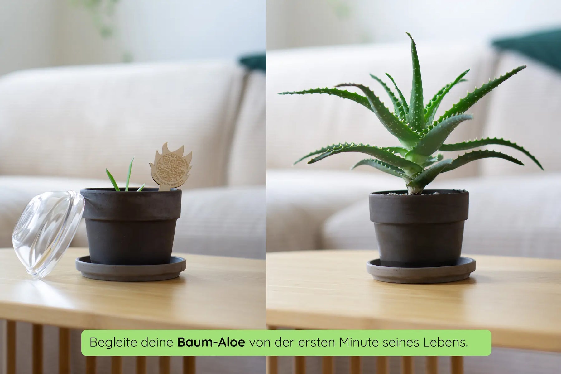 Aktions-Bundle Pflanzenkunst (Aloe, Monstera, Buntnessel)