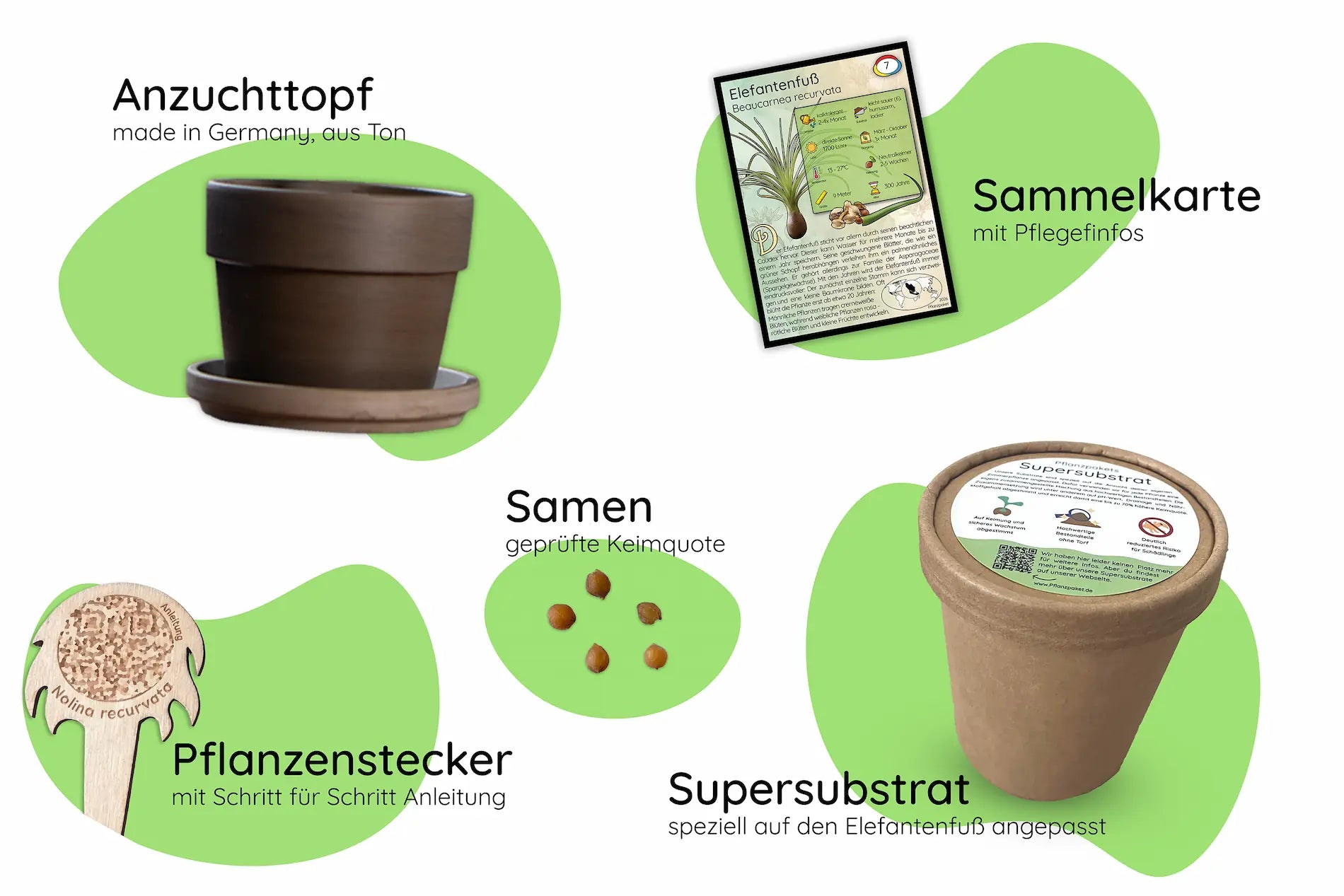 Elefantenfuß Anzuchtset Inhalt