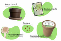 Elefantenfuß Anzuchtset Inhalt