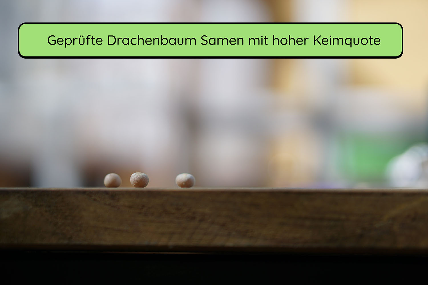 Anzuchtset (kanarischer Drachenbaum)