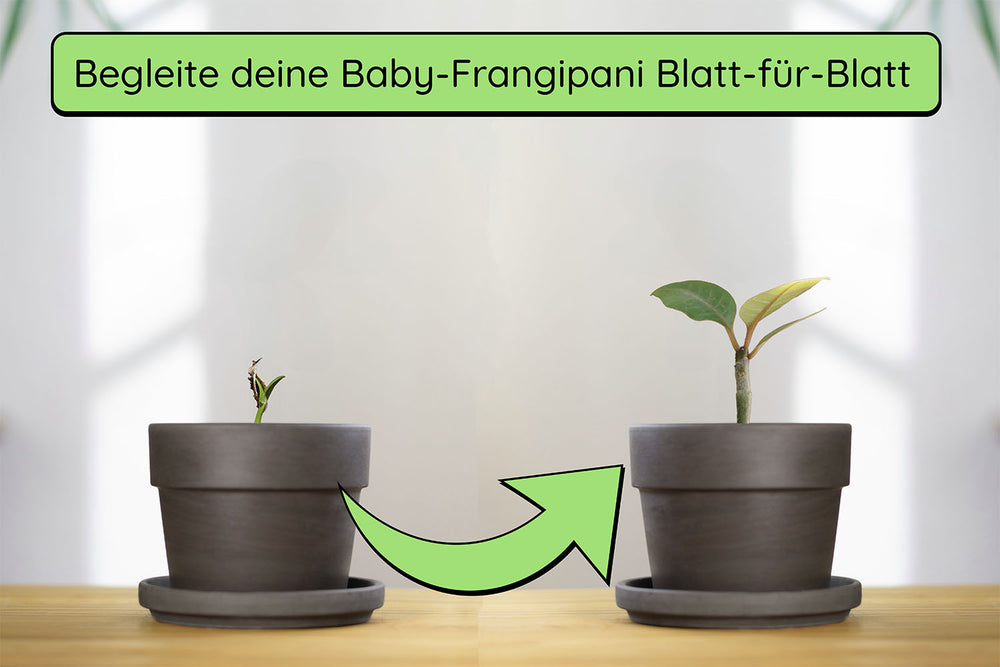 Anzuchtset (rote Frangipani)