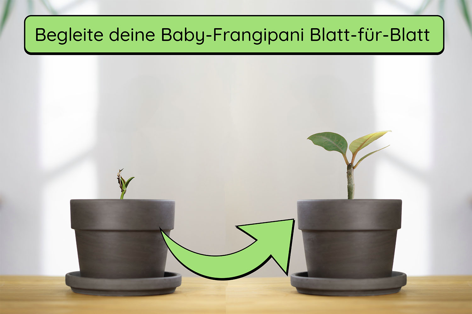 Anzuchtset (rote Frangipani)