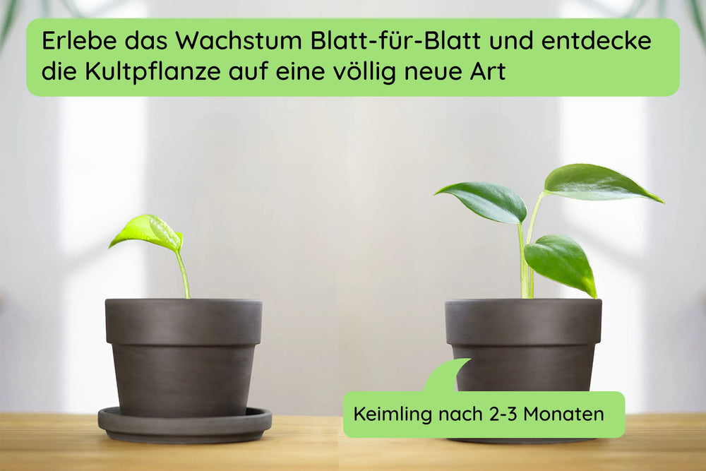 Anzuchtset (Monstera)