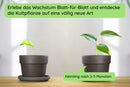 Monstera Wachstum