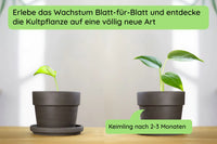 Monstera Wachstum