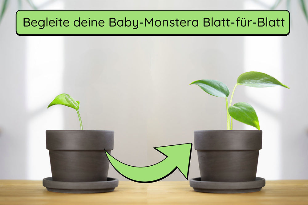 Anzuchtset (Monstera)