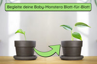 Anzuchtset (Monstera)