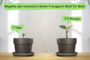 Frangipani Wachstum