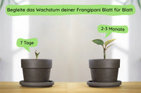 Frangipani Wachstum