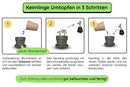 Keimling Umtopfset